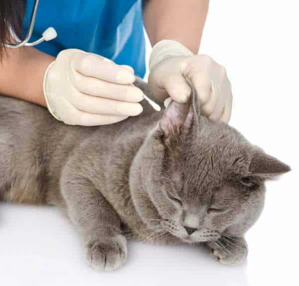 Stretch PF Cat Veterinary